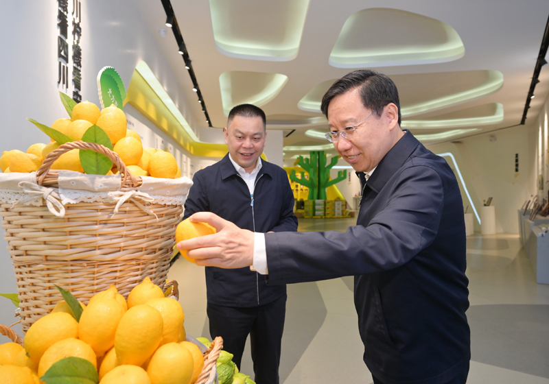 4月13日，省委书记王晓晖到安岳县国家现代农业产业园调研，了解当地柠檬产业发展情况。