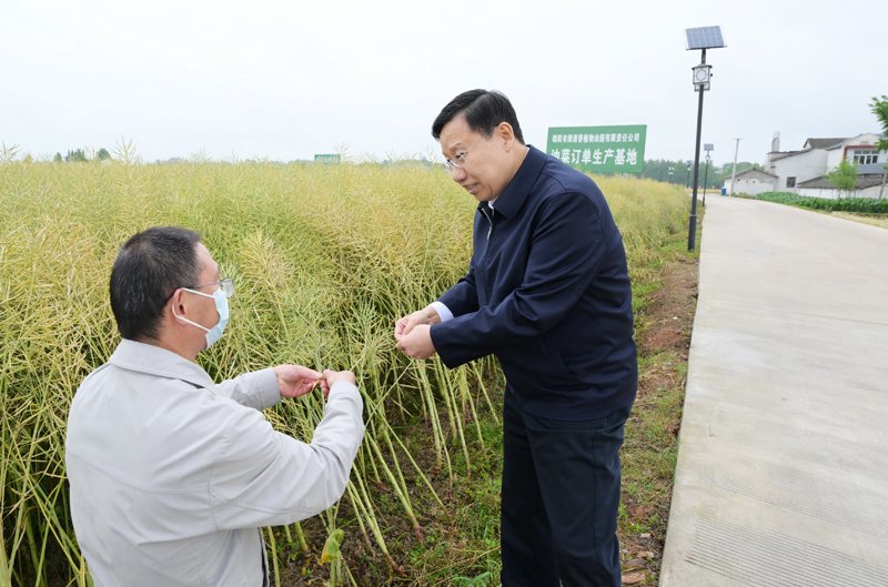 5月9日，省委书记王晓晖到安州区优质粮油现代农业园区调研，走进油菜基地向农技员询问油菜收成等情况。
